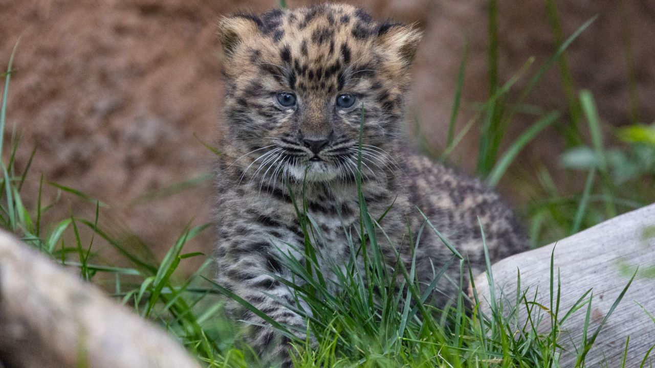 Critically endangered Amur leopard cubs born at San Diego Zoo CNN