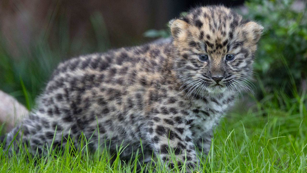 The cubs are the third litter of Amur leopards born at the San Diego Zoo.