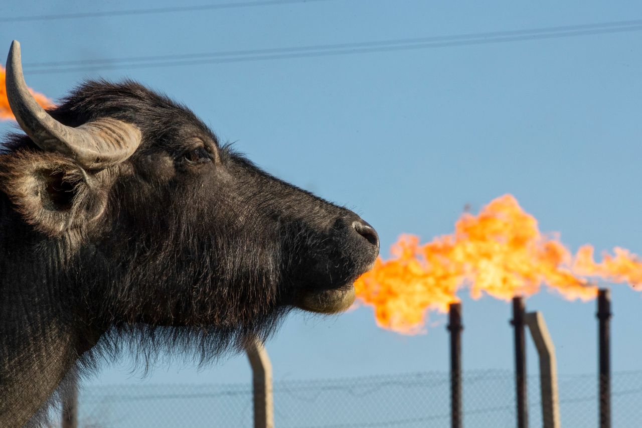 A water buffalo grazes in a field in front of the Nahr Bin Omar oil field near Basra, Iraq, on Tuesday, April 4.