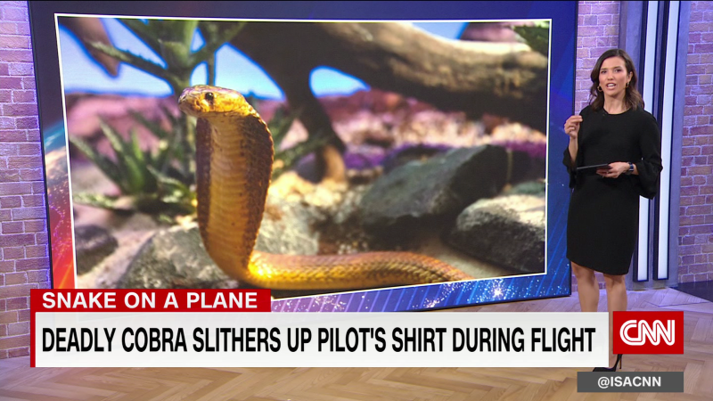 Deadly cobra slithers up pilot’s shirt during flight | CNN