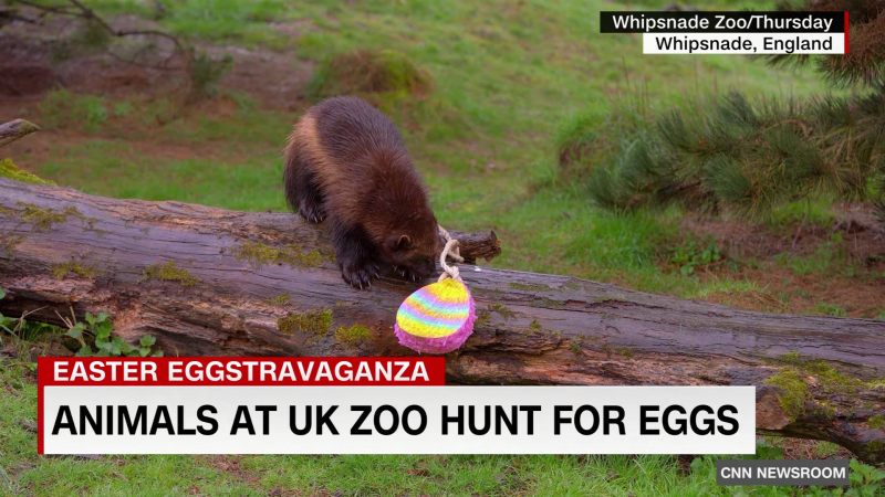 Animals at UK zoo celebrate the Easter holiday   | CNN