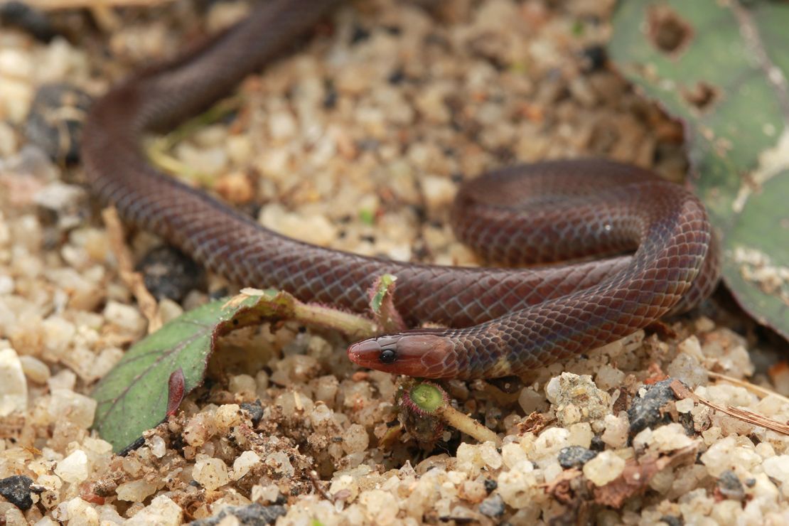 Red-bellied snakes  South Carolina Public Radio