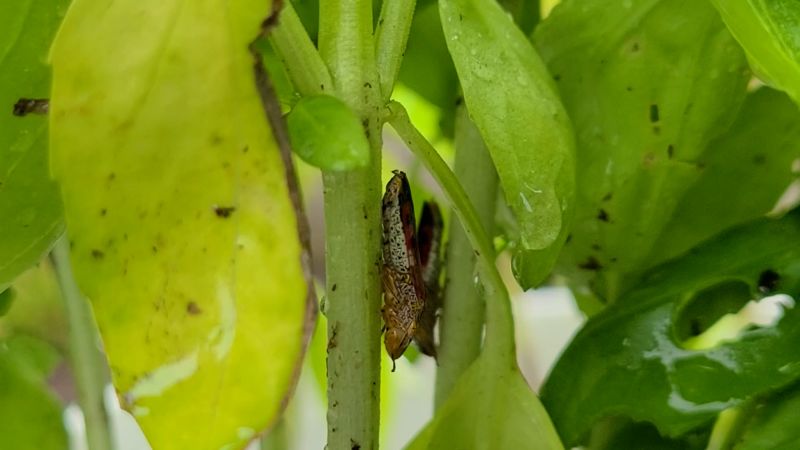 This insect flings pees from a ‘butt catapult.’ Now engineers are studying practical uses | CNN Business