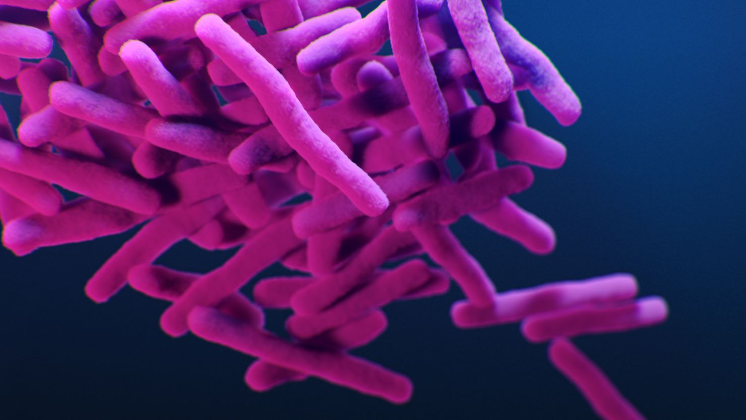 This is a medical illustration of drug-resistant, Mycobacterium tuberculosis bacteria, which cause tuberculosis. 
