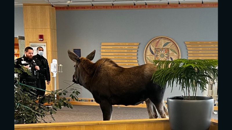 See this moose on the loose in an Alaskan hospital | CNN