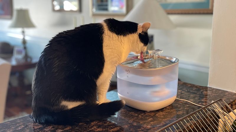 Best automatic water bowl for outlet cats