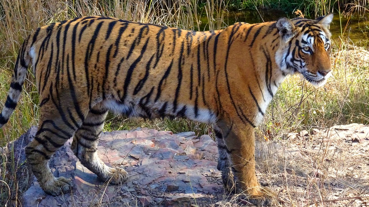 A tiger at the Ranthambore National Park in Rajasthan, India, on December 28, 2020. 