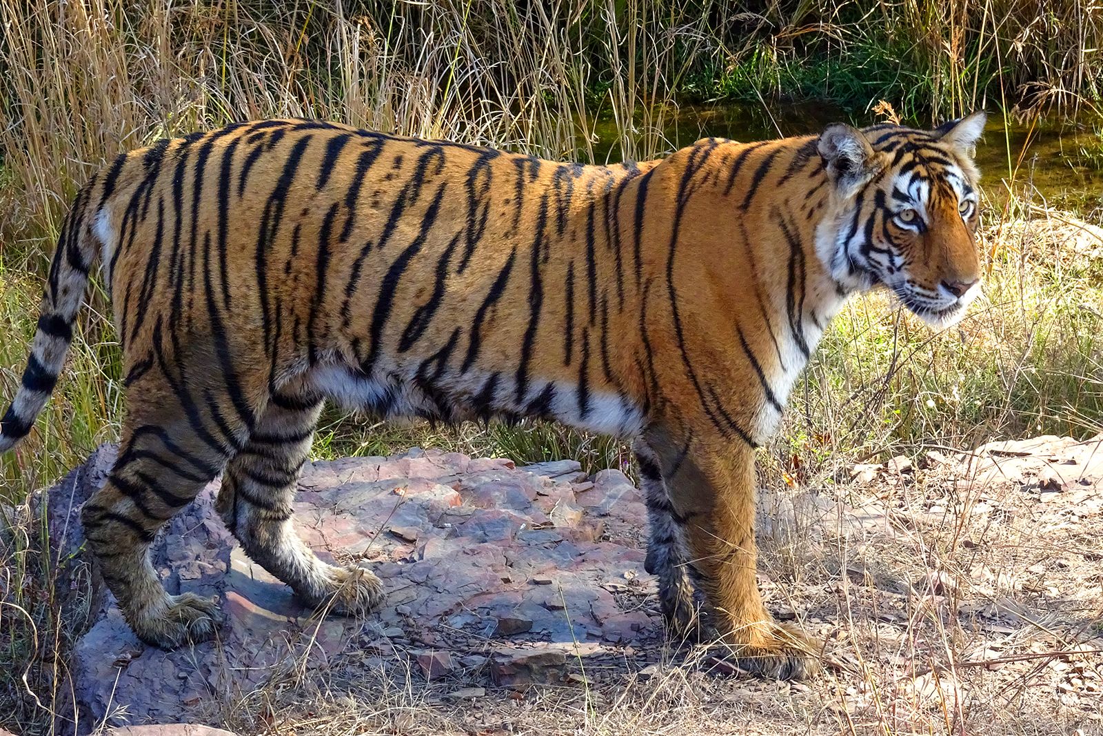 Climate change threatens wild tigers' habitat