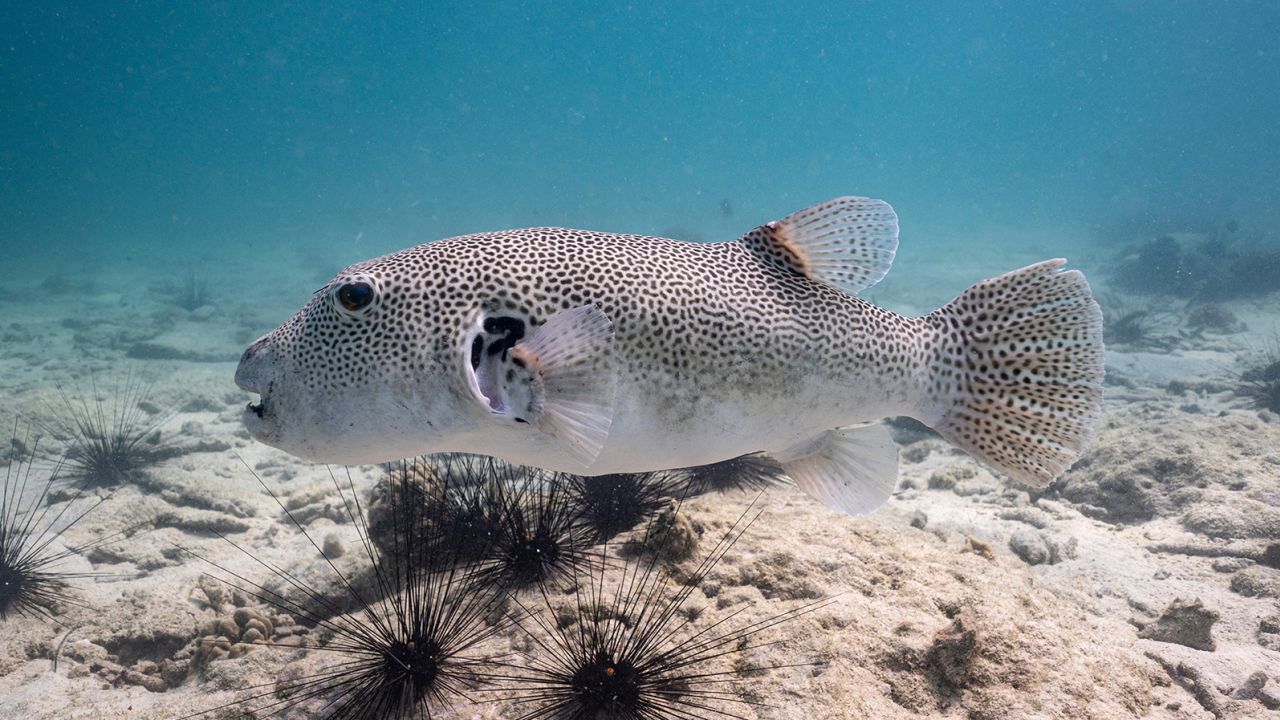 This photo taken on December 22, 2022 shows a pufferfish in waters off Thailand.