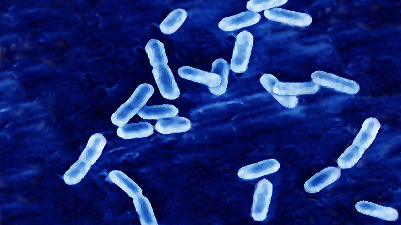 Listeria can even continue to grow while refridgerated.