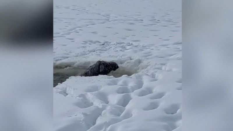 NextImg:Moose falls through ice. See what happens next | CNN