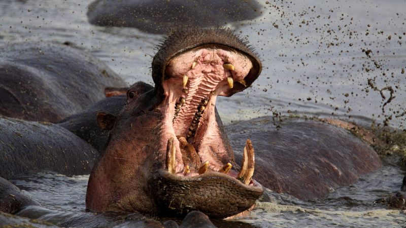 Hippo assaults: How you can keep away from considered one of Africa’s most harmful animals