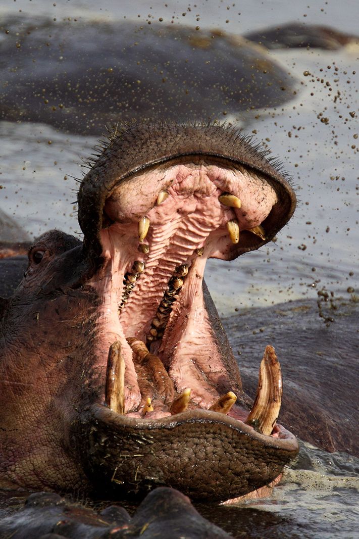 50 Shocking Facts: Hippo Attacks Fatalities Unveiled - 2024