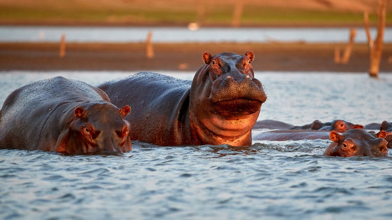 These hippos patrol their part of manmade Kariba Lake in  Zimbabwe during the evening. People need to be particularly careful in hippo territory as the sun goes down and it gets dark.