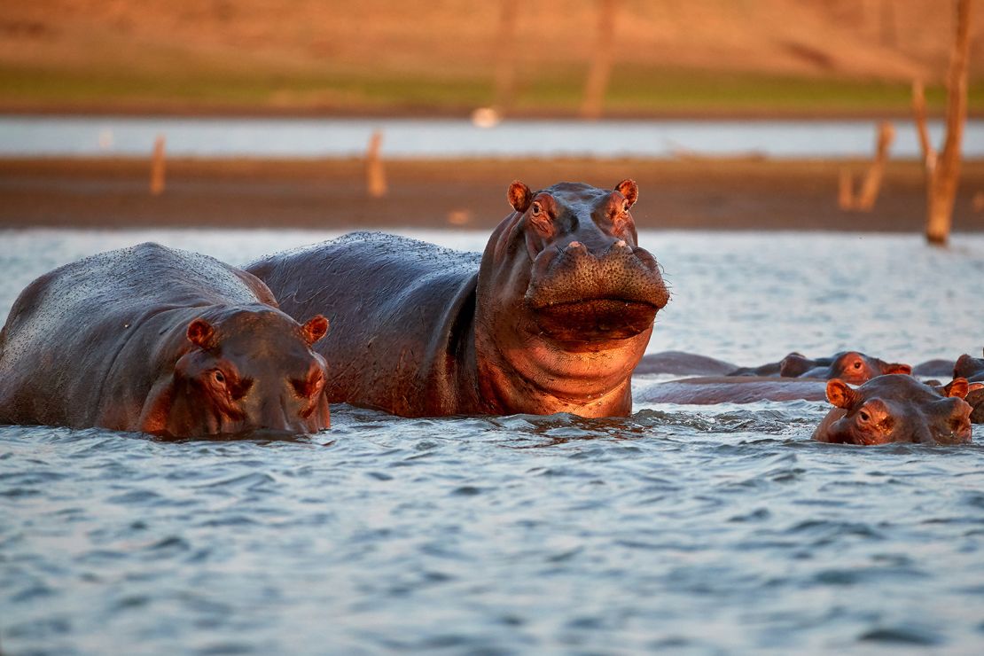 Hippo attacks: How to avoid one of Africa's most dangerous animals | CNN
