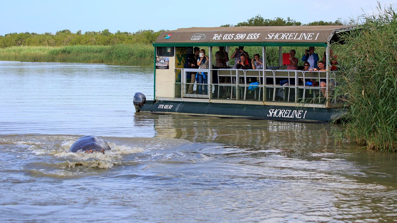 This tourist boat observes hippos in  Isimangaliso Wetland Park in South Africa. Larger vessels can offer more protection from a sudden hippo attack.
