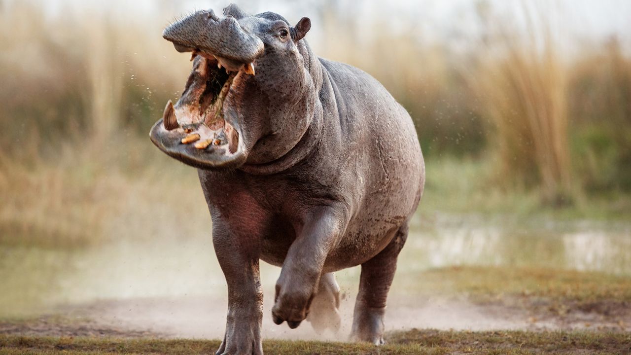 A hippo male charges a the vehicle in Africa. It's important to follow the rules and stay in your vehicle when directed to do so. In short distances, hippos can outrun people -- even sprinter Usain Bolt couldn't dash away.