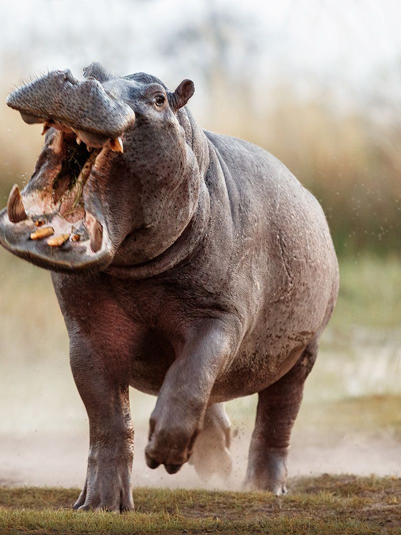 Hippo attacks: How to avoid one of Africa's most dangerous animals | CNN