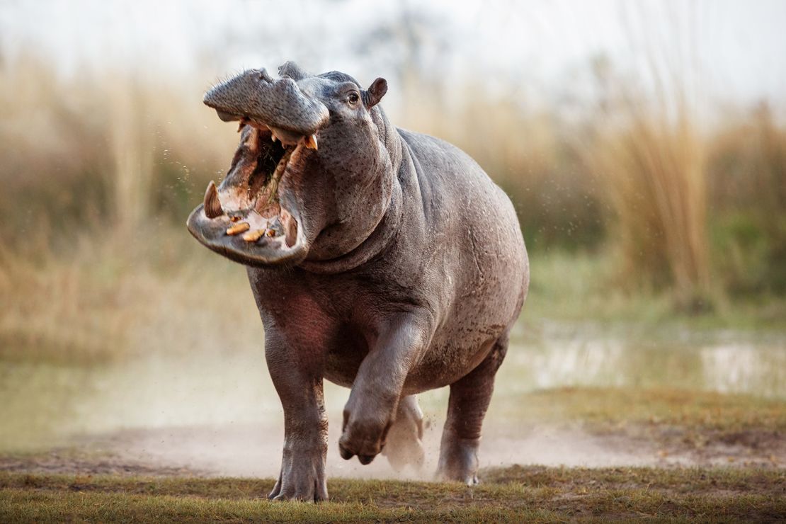 A hippo male charges a the vehicle in Africa. It's important to follow the rules and stay in your vehicle when directed to do so. In short distances, hippos can outrun people -- even sprinter Usain Bolt couldn't dash away.