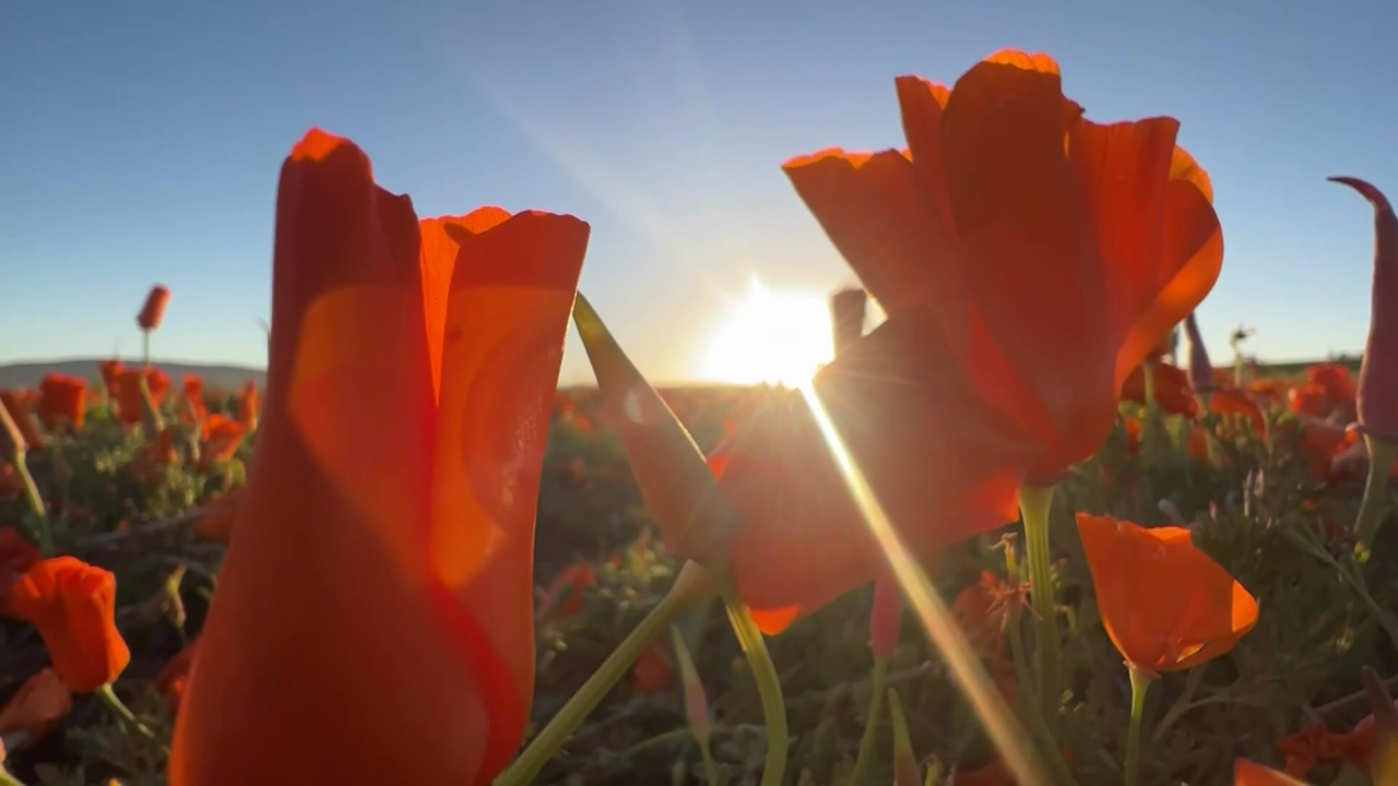 Starbucks Orange and Blue Poppy Flowers. 2024