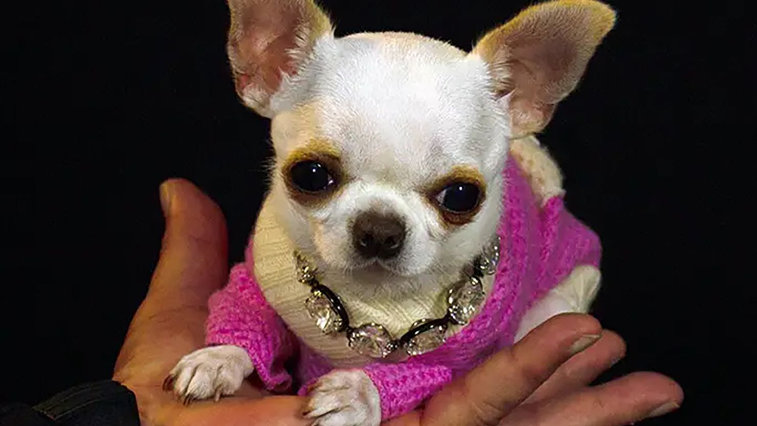 A two-year-old female chihuahua named Pearl is now officially the world's shortest dog. 