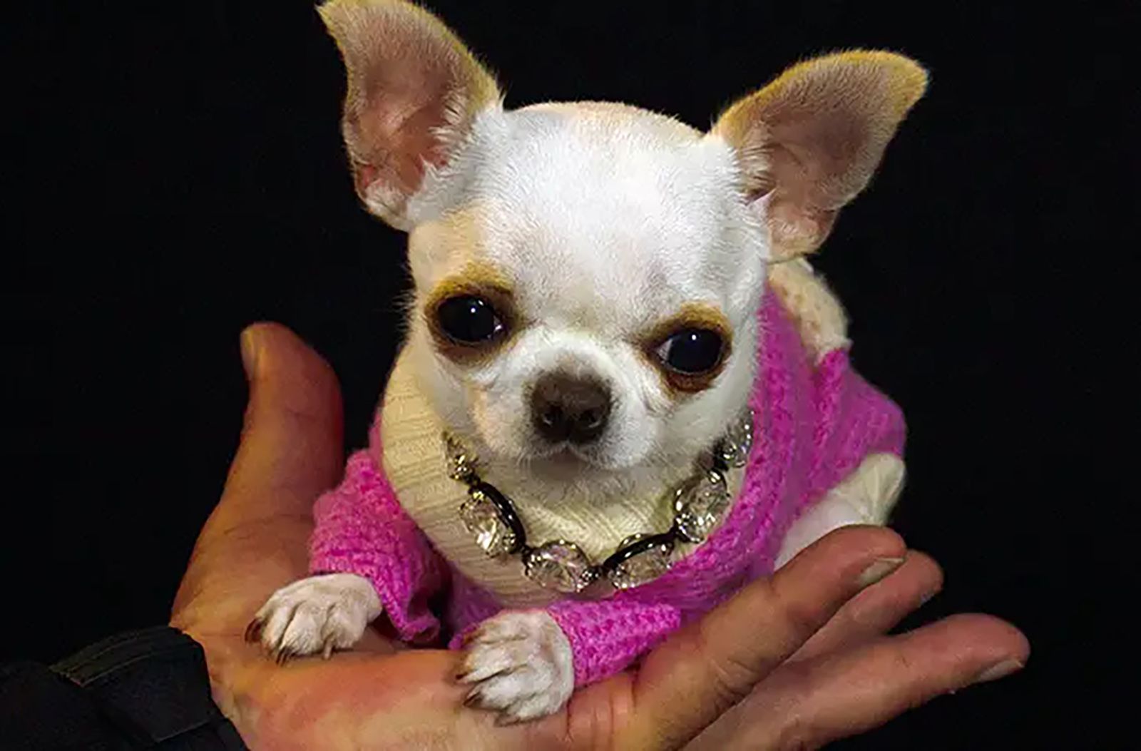 Pocket-sized Pearl is the world's shortest dog | CNN
