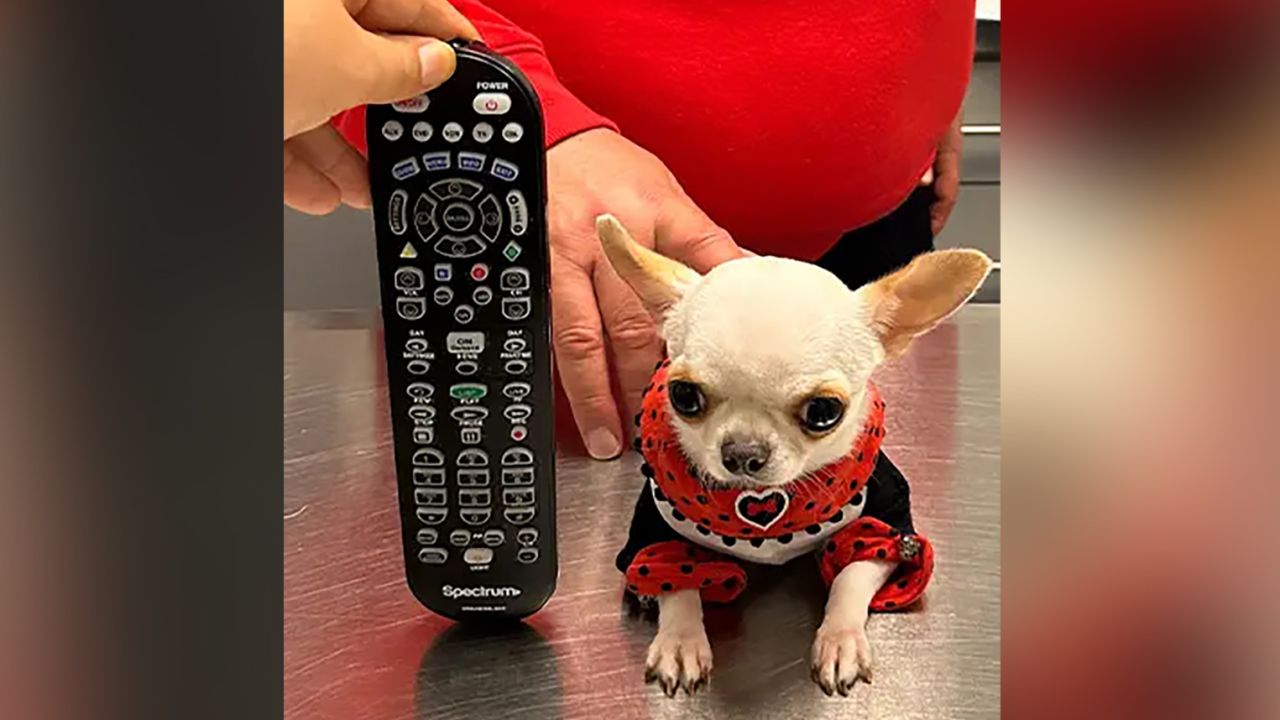Pearl is smaller than every day objects such as this remote control.