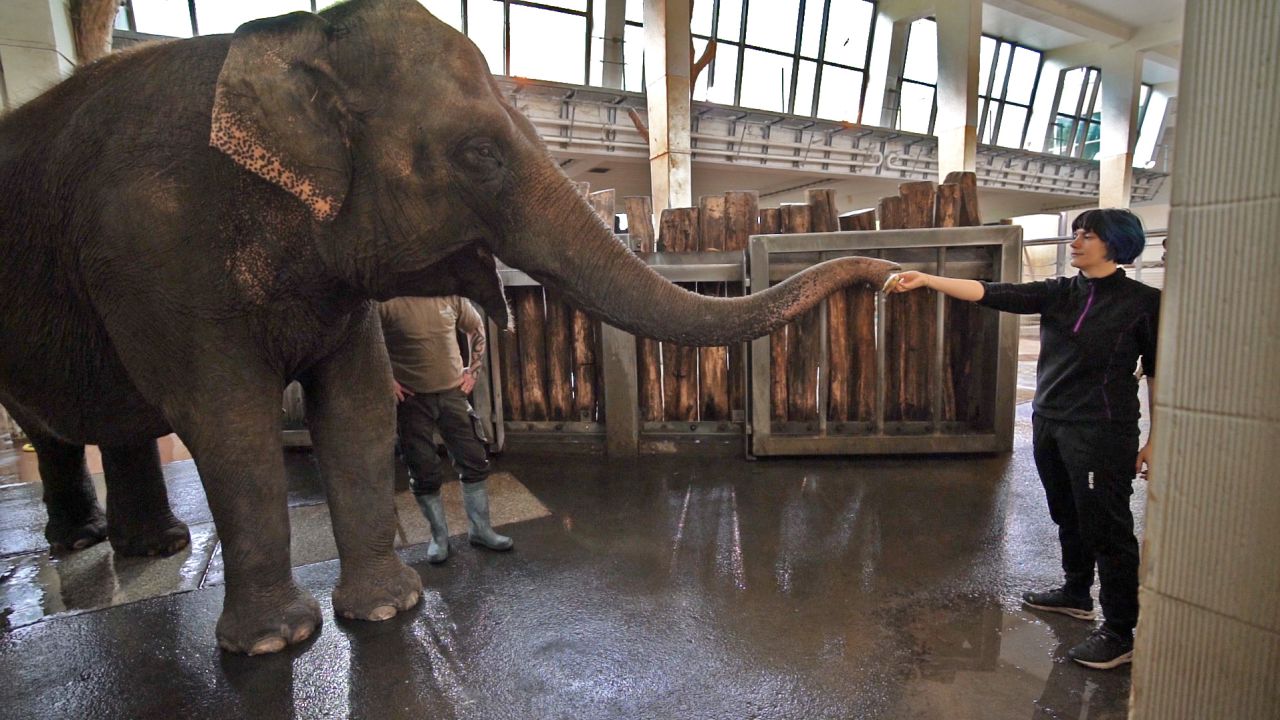 Seekor gajah yang tinggal di zoo Berlin telah mengajar dirinya cara mengupas pisang