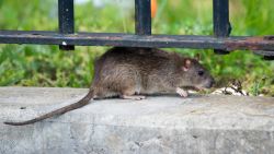 A rat is spotted outside New York City Housing Authority housing at the Farragut Houses in Brooklyn, New York.