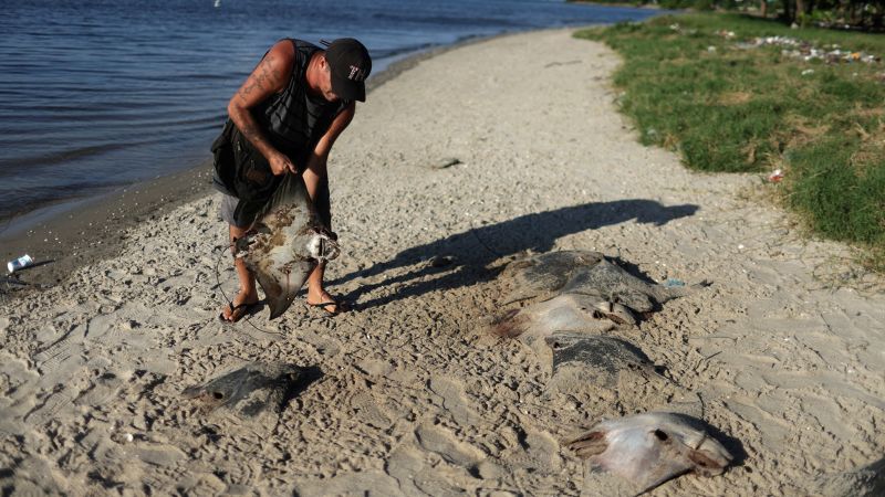 NextImg:Dozens of dead stingrays found on beach in Brazil | CNN