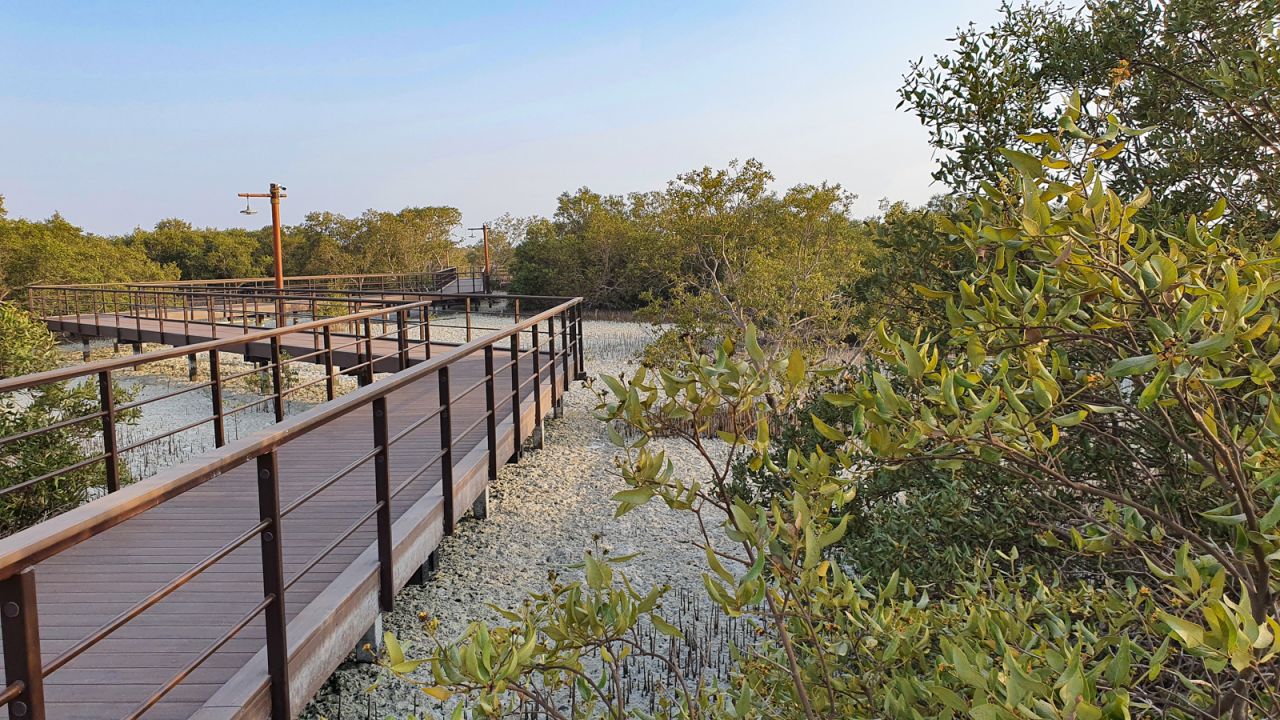 <strong>Wooden way:</strong> Several kilometers of wooden boardwalk weave their way through the mangrove forest, offering close-up views of the flora and fauna.