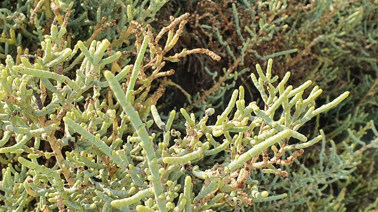 <strong>Sea marsh samphire: </strong>Another plant which grows alongside the mangroves is sea marsh samphire. Local Bedouins traditionally use it for treating gassy camels or horses.