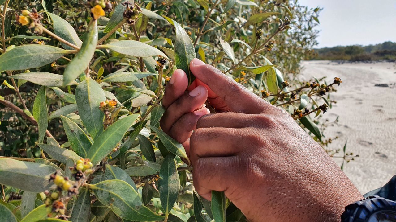 <strong>Salty leaves:</strong> The mangroves are a fascinating plant. They thrive in intensely salty waters that would be toxic to other species. They exude excess salt through their leaves.