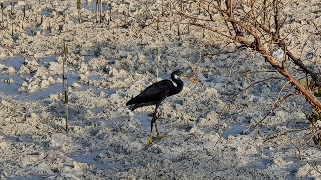 <strong>Wildlife habitat:</strong> The mangroves also create the perfect habitat for many different species of bird, including some on the endangered list. Many use it as a way-stop on migration routes between Africa and Eurasia.