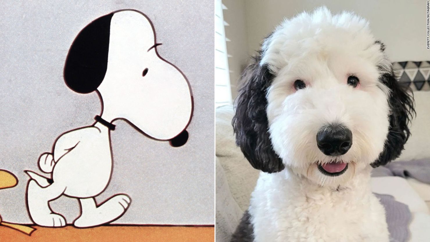 Snoopy, shown left, seems to have a look-alike in Bayley, shown on the right.