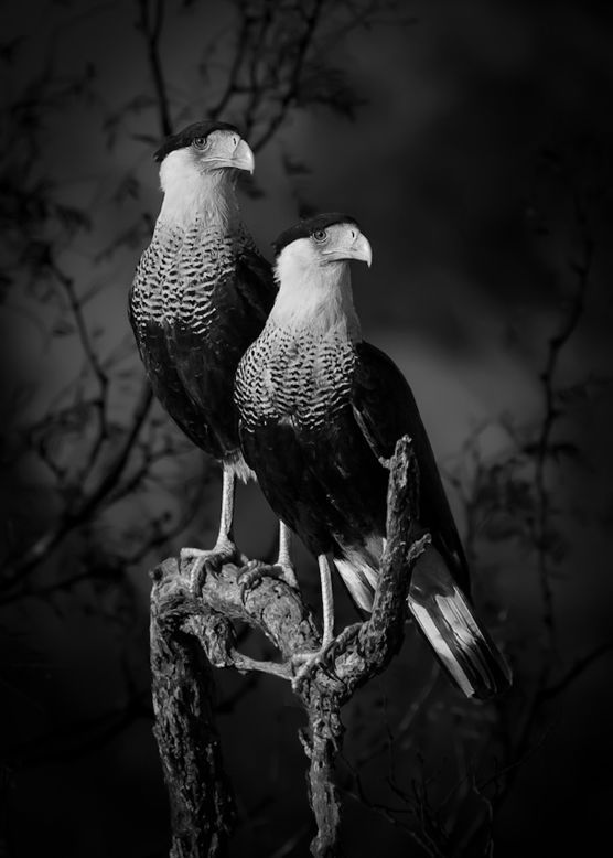 The $5,000 Open Photographer of the Year prize, which honors a single image, went to Dinorah Graue Obscura for her shot of two crested caracara birds in southern Texas.