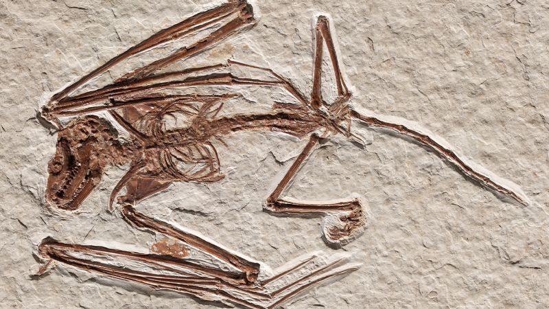 Bats are an evolutionary mystery. This fossil could fill in a piece of the puzzle | CNN