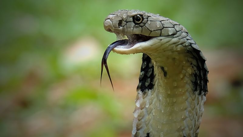 Travel tips: Why you shouldn’t suck a cobra bite.  CNN