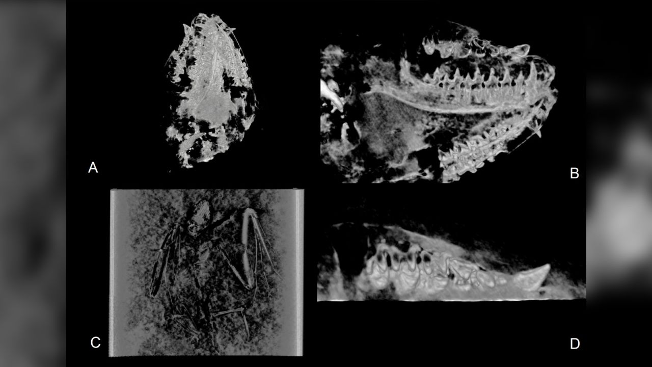 Shown here are CT visualizations of Icaronycteris gunnelli, including the following views: A) ventral view skull; B) labial view of right dentary; C) Dorsal view skeleton; D) Occlusal view of right maxilla.