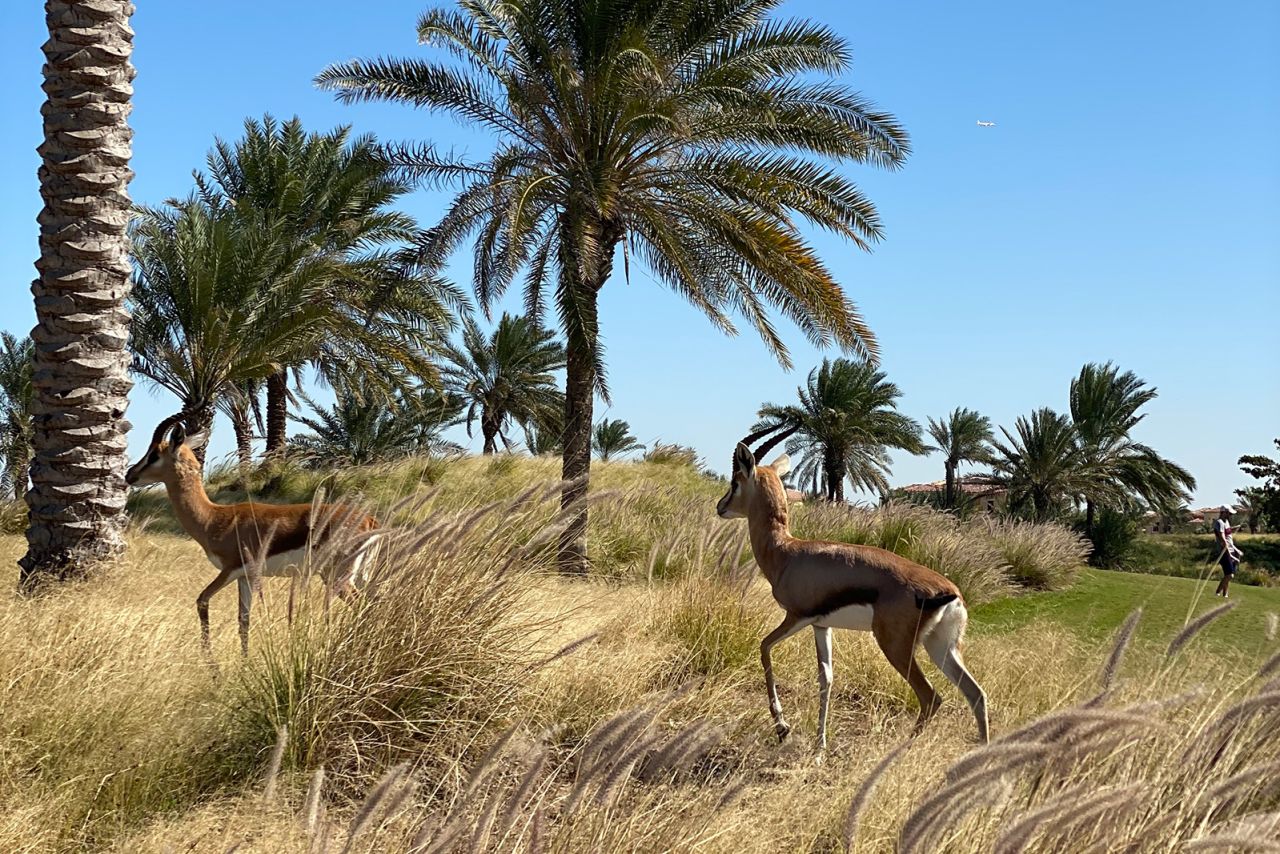 <strong>Wild life: </strong>The golf course's sustainable practices means you'll find Arabian gazelles wandering around between your shots.