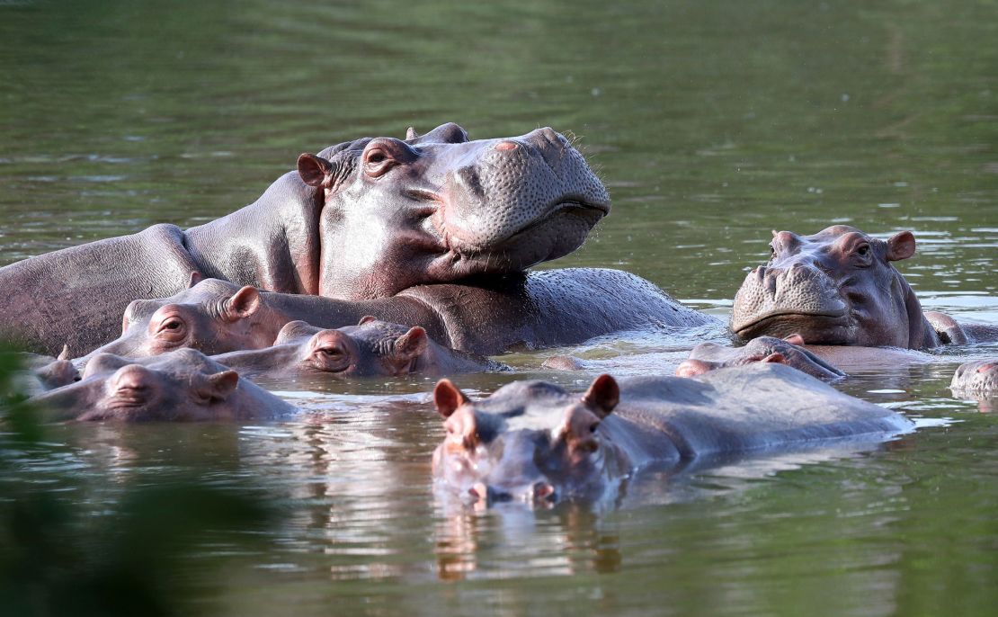 Hippos float in the lake at Hacienda Napoles Park, once the private estate of drug kingpin Pablo Escobar, in a 2021 picture that does not include the hippo who died this month.