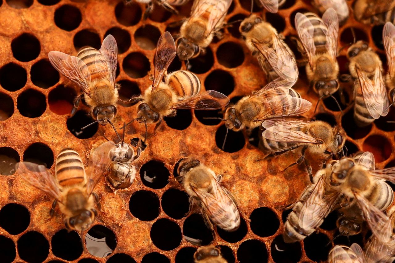 Bees are seen inside a hive Thursday, April 6, at the Hatta Honey Bee Discovery Center in Hatta, United Arab Emirates.