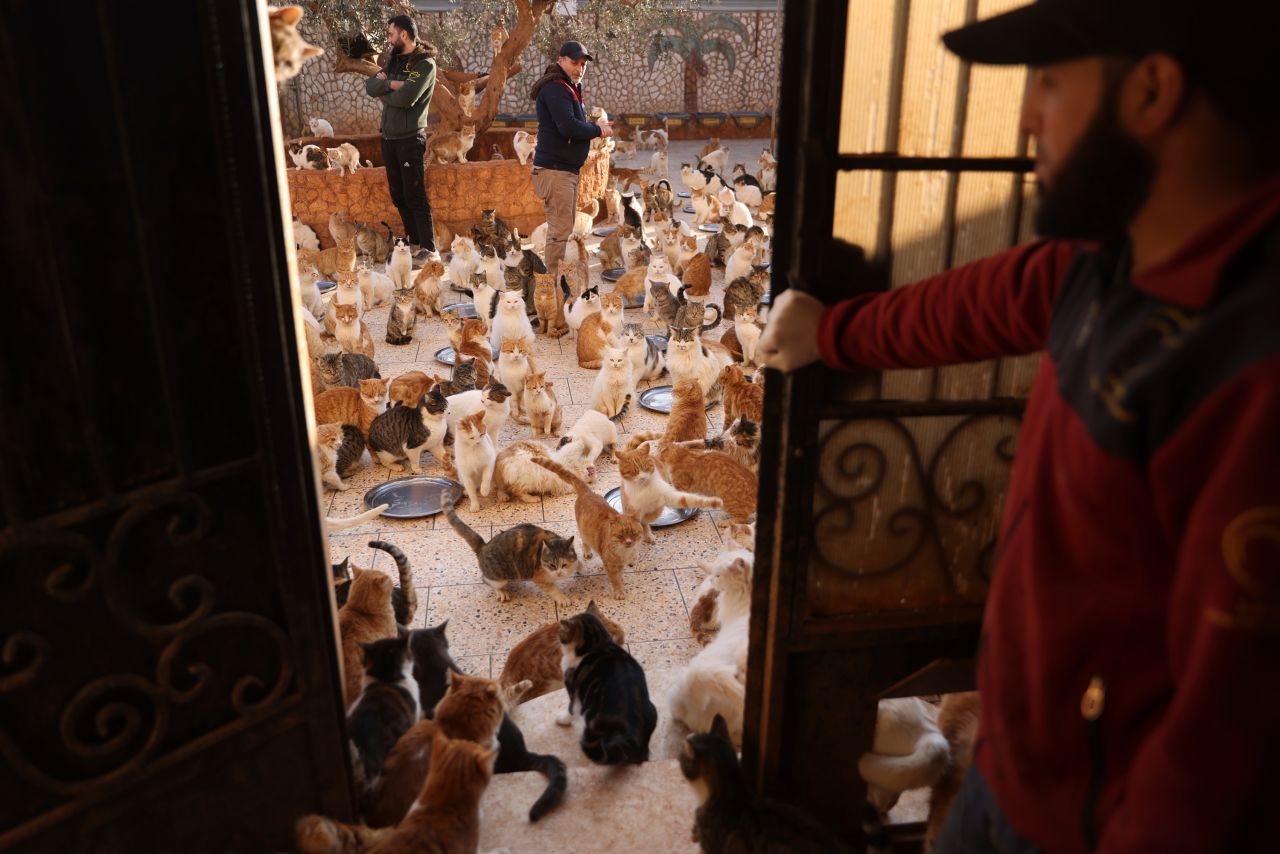 Employees of Ernesto's Sanctuary play with some of the organization's 2,000 cats in Idlib, Syria, on Tuesday, April 11. The sanctuary is also home to other animals who were abandoned during the country's long civil war.