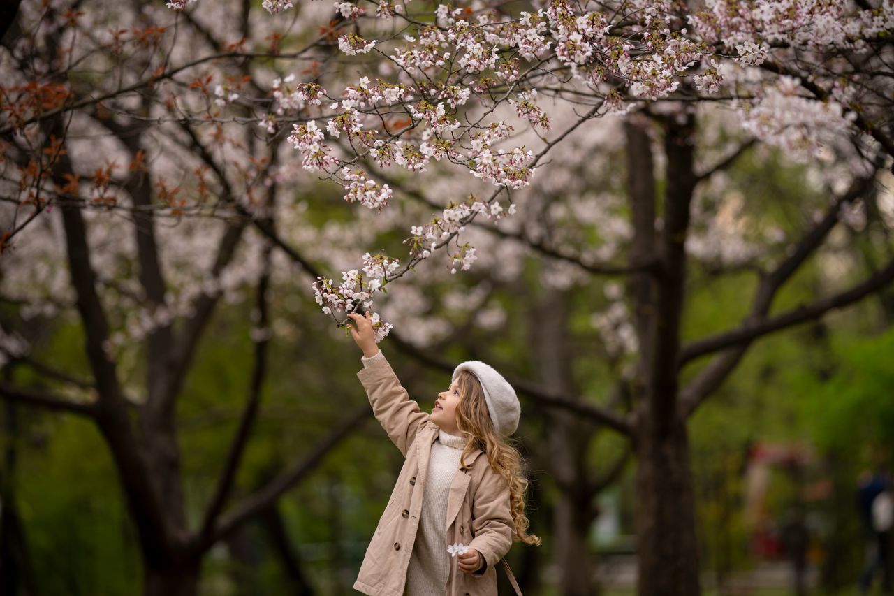 A child reaches up to blossoming trees at the Japanese Garden in Bucharest, Romania, on Monday, April 10.