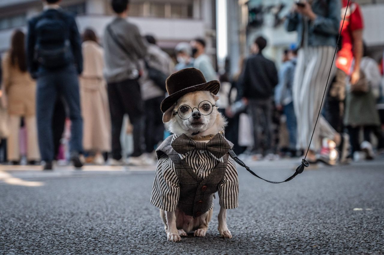 A dog wears a costume in Tokyo on Sunday, April 9.