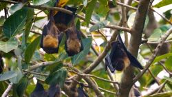 Mauritius fruit bat card