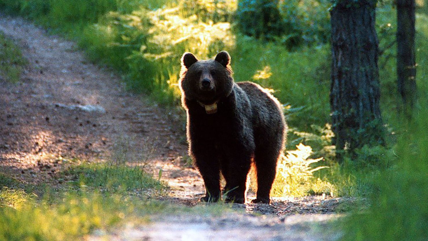 The bear known by Italy's National Institute of Wild Fauna as JJ4 was identified as the one that killed 26-year-old jogger Andrea Papi on a jogging trail in Trento in early April.  