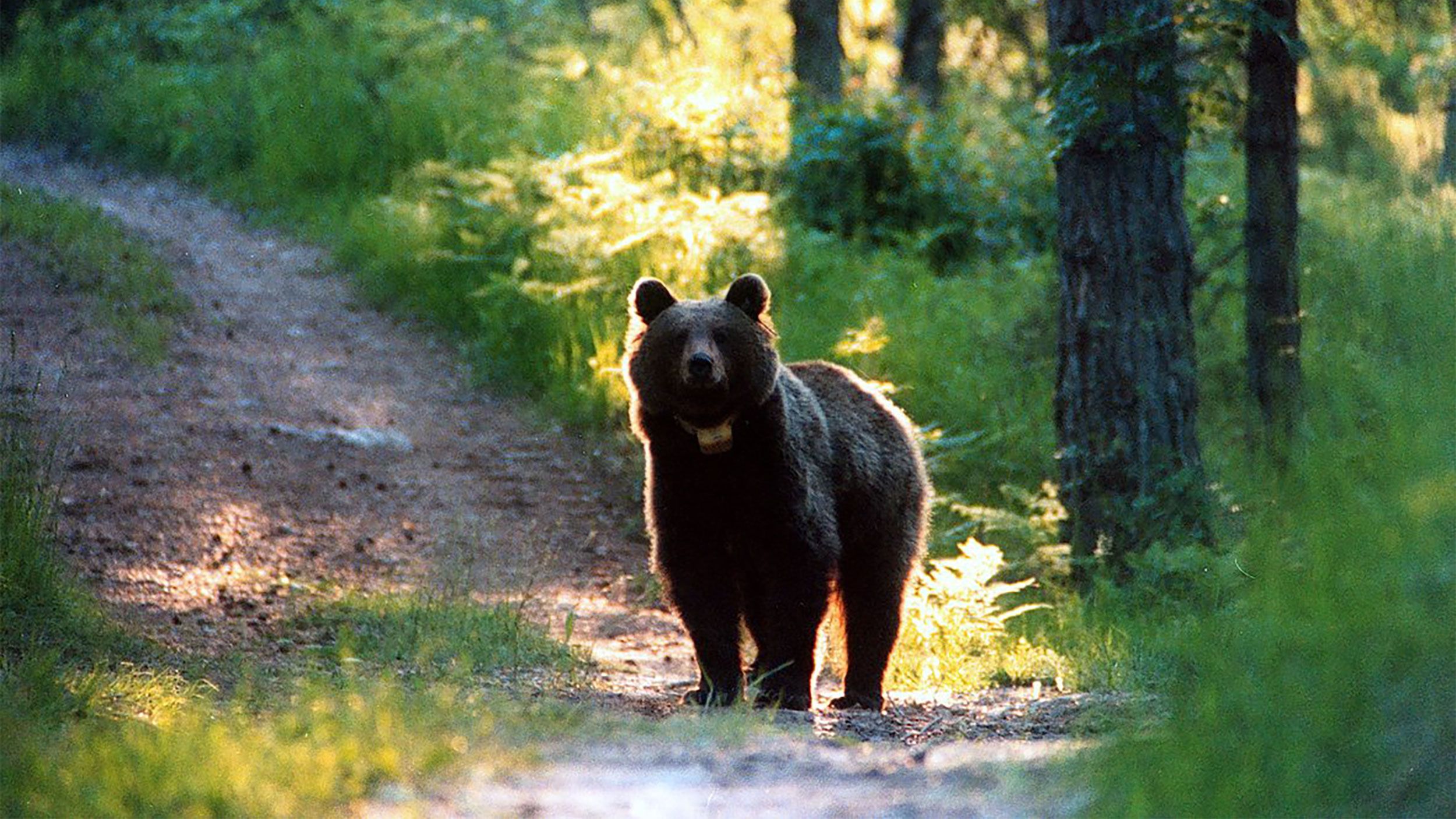 Bear with 3 Cubs Captured Weeks After Deadly Attack on Hiker in Italy