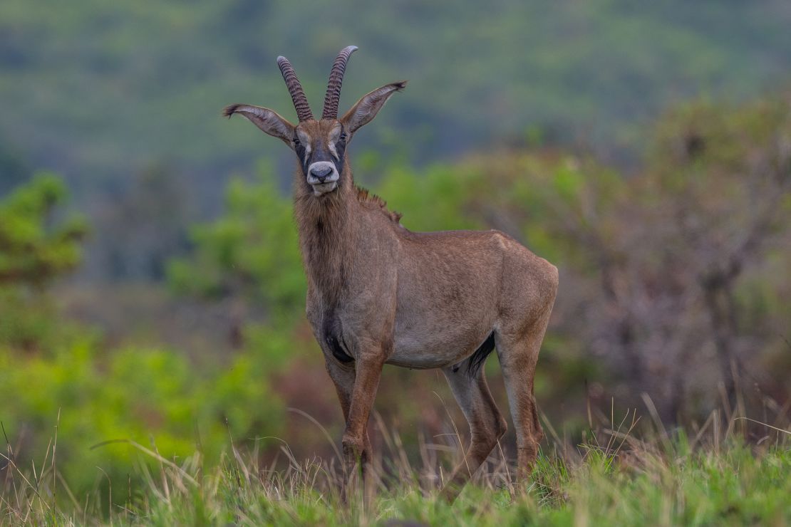 The roan antelope is seen grazing in Ruma National Park, Kenya. There are just over a dozen roan antelopes living in the nature preserve.