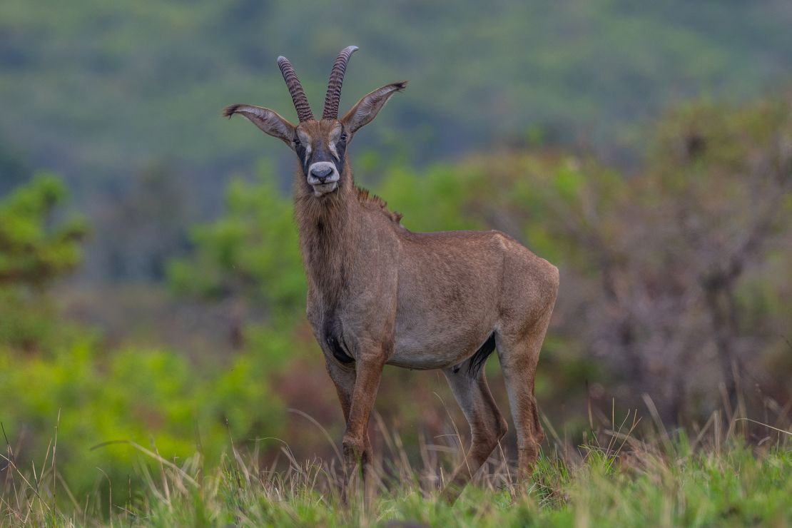 The roan antelope is seen grazing in Ruma National Park, Kenya. There are just over a dozen roan antelopes living in the nature preserve. 